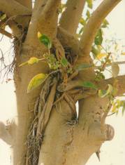 Arial roots grow on this variety of ficus.