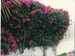 The vivid red, pink and orange of Bougainvilla often cover walls and fences, but can also be pruned for a more formal look.