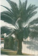 Date palms are plentiful in Israel.