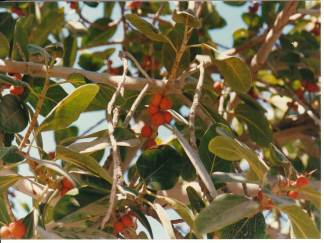 Birds often gather to eat the fruit of the ficus tree.