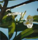 The blossoms of the frangipani are as sweet smelliing as they are beautiful.
